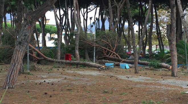 Pini abbattuti nella pineta Caravella di Marina di Carrara