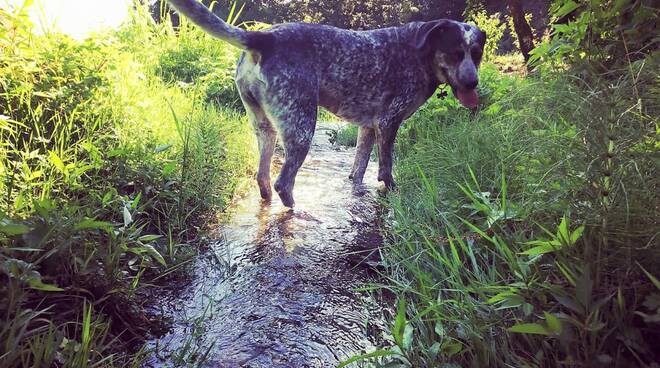 il cane chiurù si rinfresca