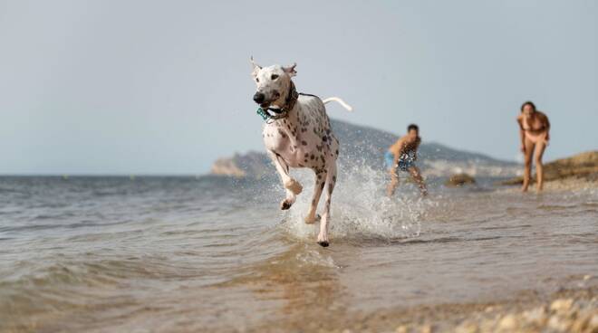 cane spiaggia cane mare cane estate (foto da freepik.com)