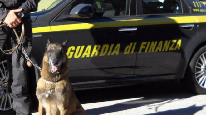 forze dell'ordine polizia guardia di finanza fiamme gialle cani antidroga unità cinofile